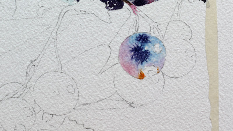 11-aquarelle-cassis-groseille