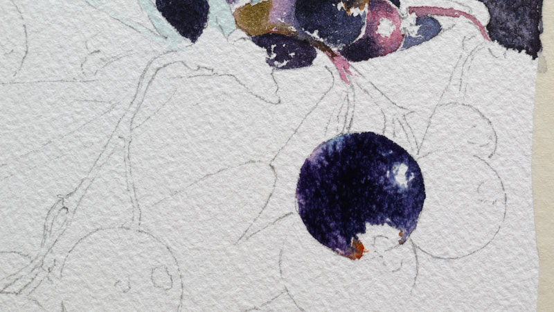 12-aquarelle-cassis-groseille