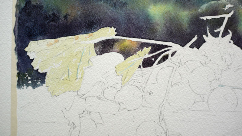 14-aquarelle-cassis-groseille