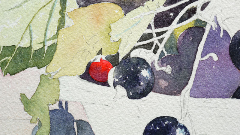 20-aquarelle-cassis-groseille