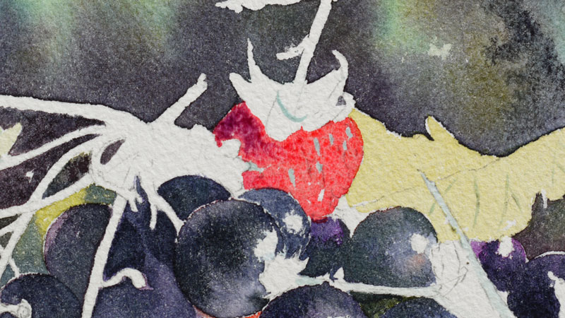 25-aquarelle-cassis-groseille